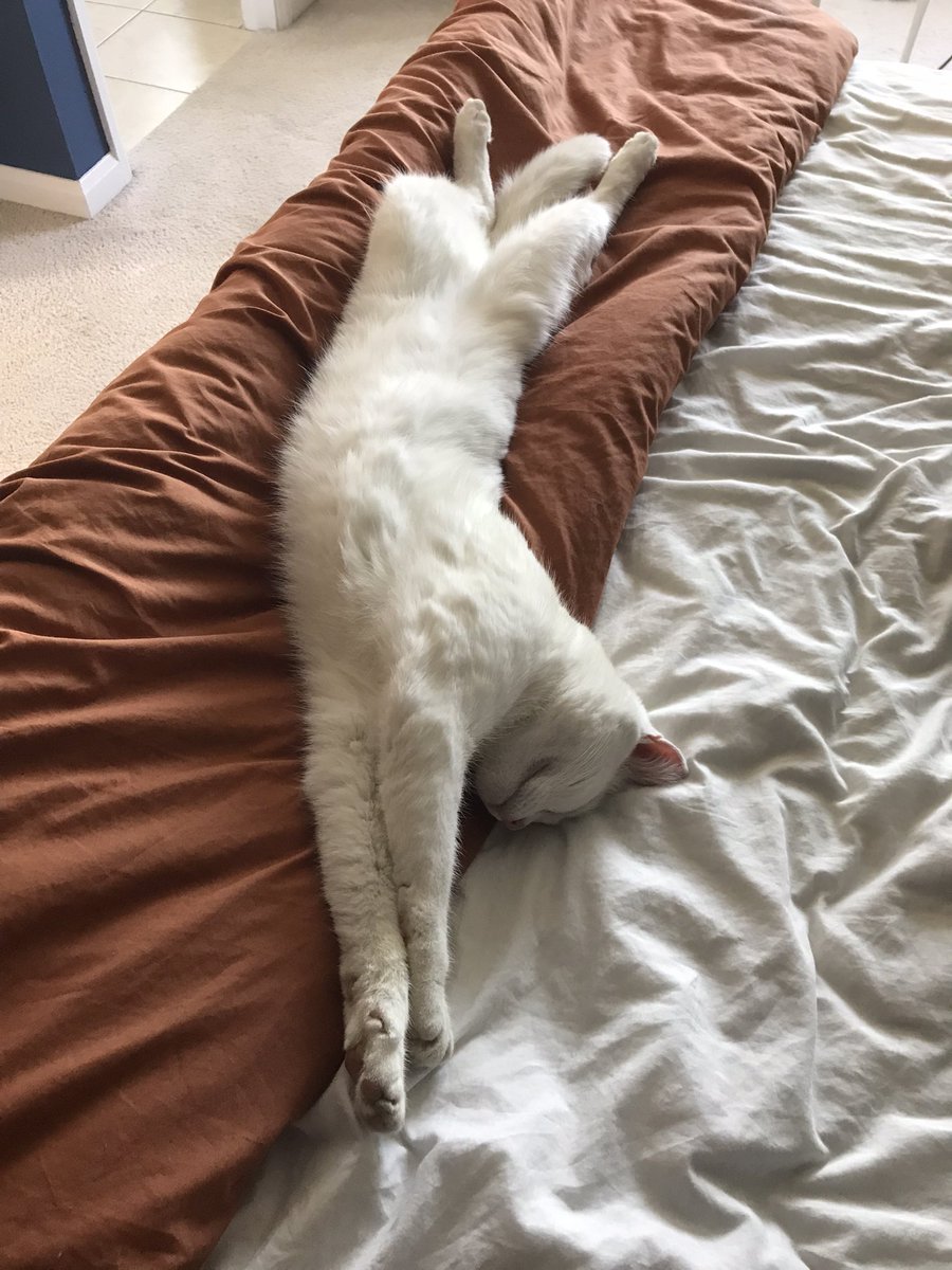 No @SNosewhistle it’s fine. I just won’t make the bed today. You have successfully found the coolest place in our house… until the sun comes around at 🕛 midday then it truly is the room of 🔥 🔥