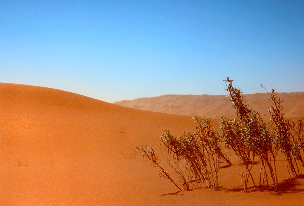TorbenGetterma2's tweet photo. Another photo from the Rub' al Khali desert in Saudi Arabia. Red sand dunes and some extremely tough vegetation! #RubAlKhali #EmptyQuarter #SaudiArabia @SkylumSoftware #RedSandDunes https://t.co/kCaB93qEL8