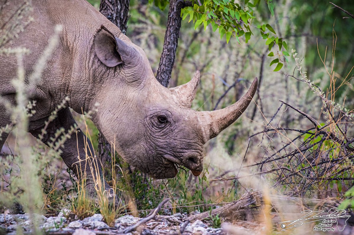 ntoine_Photo's tweet image. #Criticallyendangered #blackrhino somewhere in #Africa #stoprhinopoaching #savetherhino #rhino #wildlife #nature