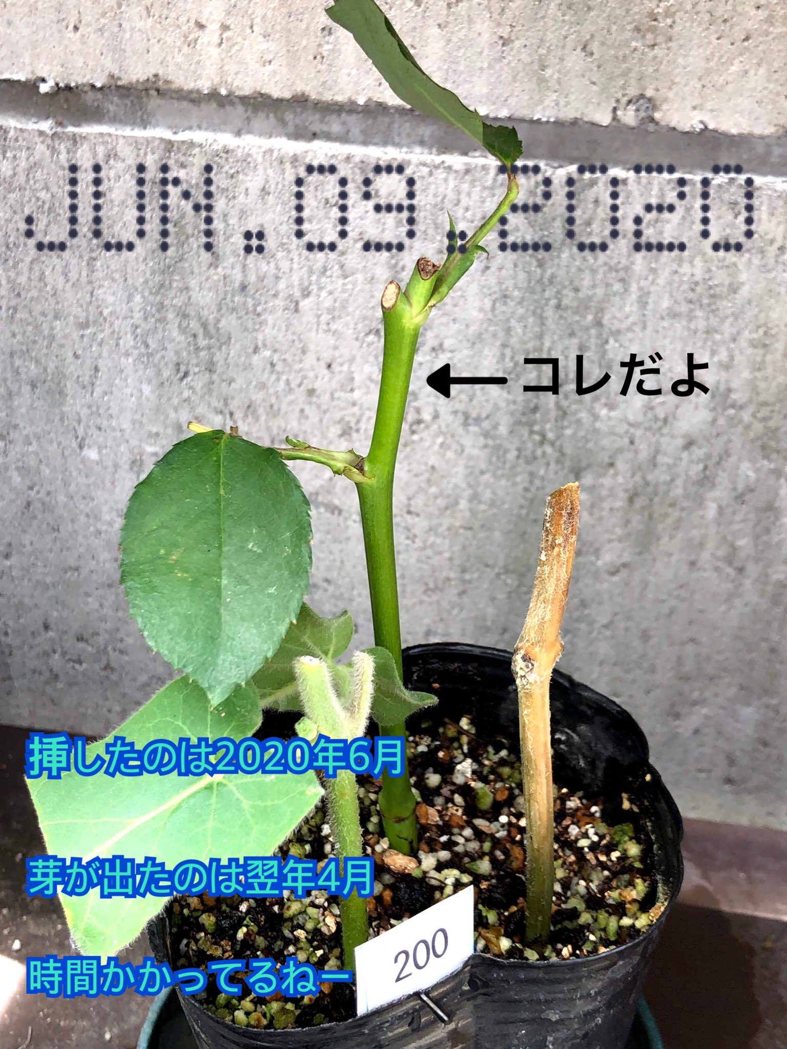 ハリキリ 0218 Green Tweet 薔薇が次々咲いてお美しいのはいいんだけど重さで前傾姿勢になっちゃったので添え木をしたりしてこのまま大きくなったら噂の誘引ってのをやらねばなのか と心配 やっぱりお薔薇様には手が掛かるよね ピンクっぽい蕾も