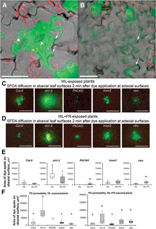JXBot's tweet photo. Regulation of plasmodesmata in #Arabidopsis leaves: ATP, NADPH and chlorophyll b levels matter https://t.co/wdoTVsdjXO
#callose #chlorophyll #plasmodesmata https://t.co/WeSc6ESvDT