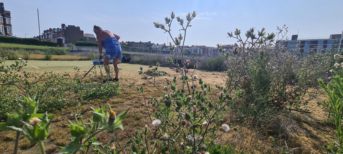 leonlumba's tweet photo. With the help of volunteers #ProjectLawn gets underway Working in harmony with the lawns #cliftonvillebowlsclub wildlife we're making sure the eco system here is sustained
@IsleThanetNews @lovecliftonvill
@IAmCliftonville https://t.co/E4G3ZwIfdN