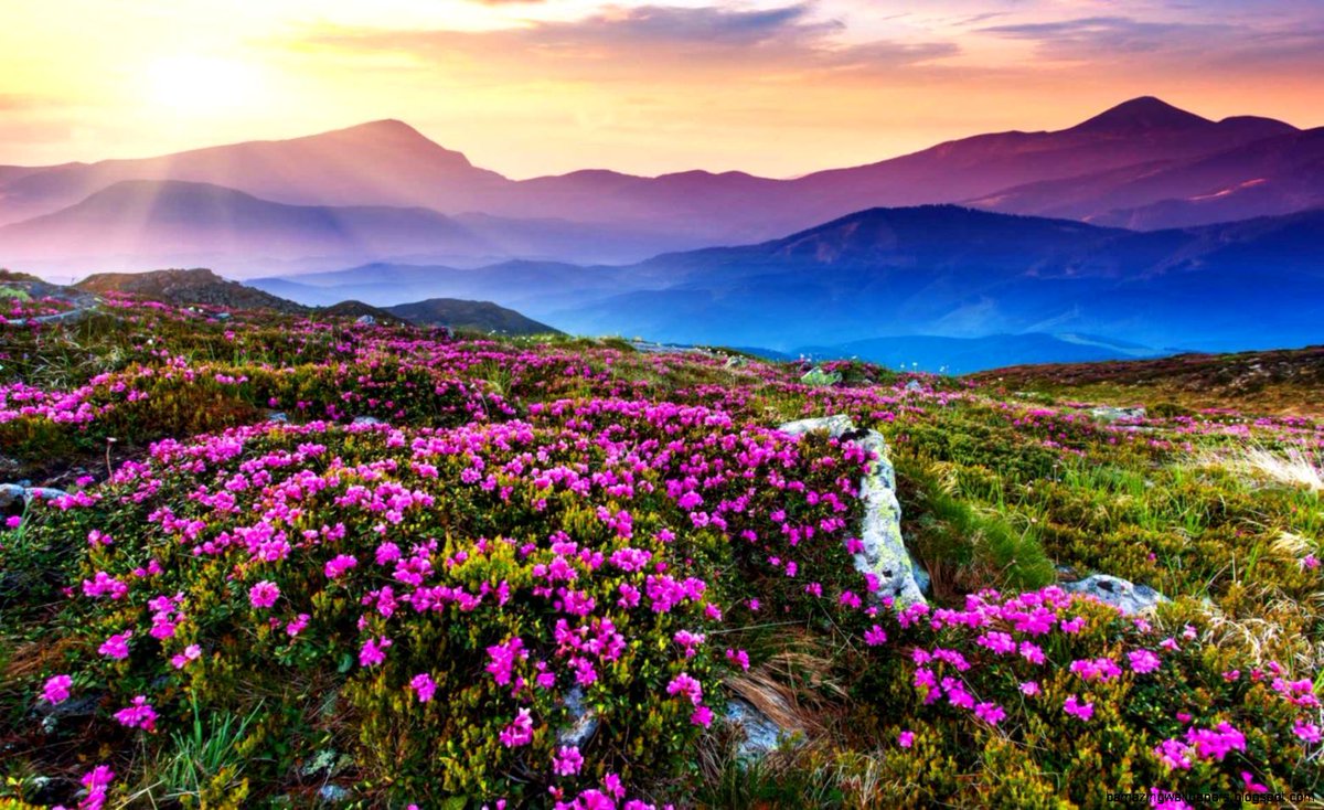 vacationbeyond's tweet photo. #ValleyOfFlowers #Uttarakhand
In the year 1931, #Group of 3 #mountaineers led by #FrankSSmythe lost their way and #chanced upon this #spectacular #valley
Thus #Discovery was made
Join us to #WITNESS this #NatureBeauty this August
https://t.co/FafoVPU41g https://t.co/eRPLDgRcJW