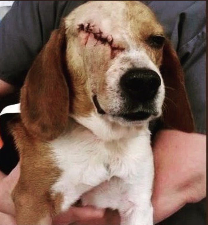 #RescateVivotecnia <a href="/IdiazAyuso/">Isabel Díaz Ayuso</a> <a href="/CrueltyFreeIntl/">Cruelty Free International</a> <a href="/peta/">PETA</a>