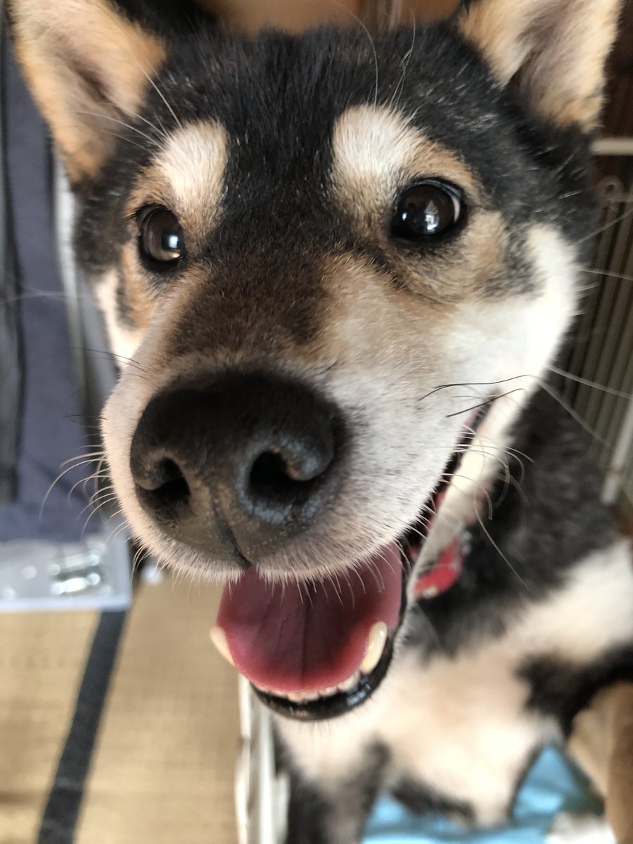 繁殖リタイア犬