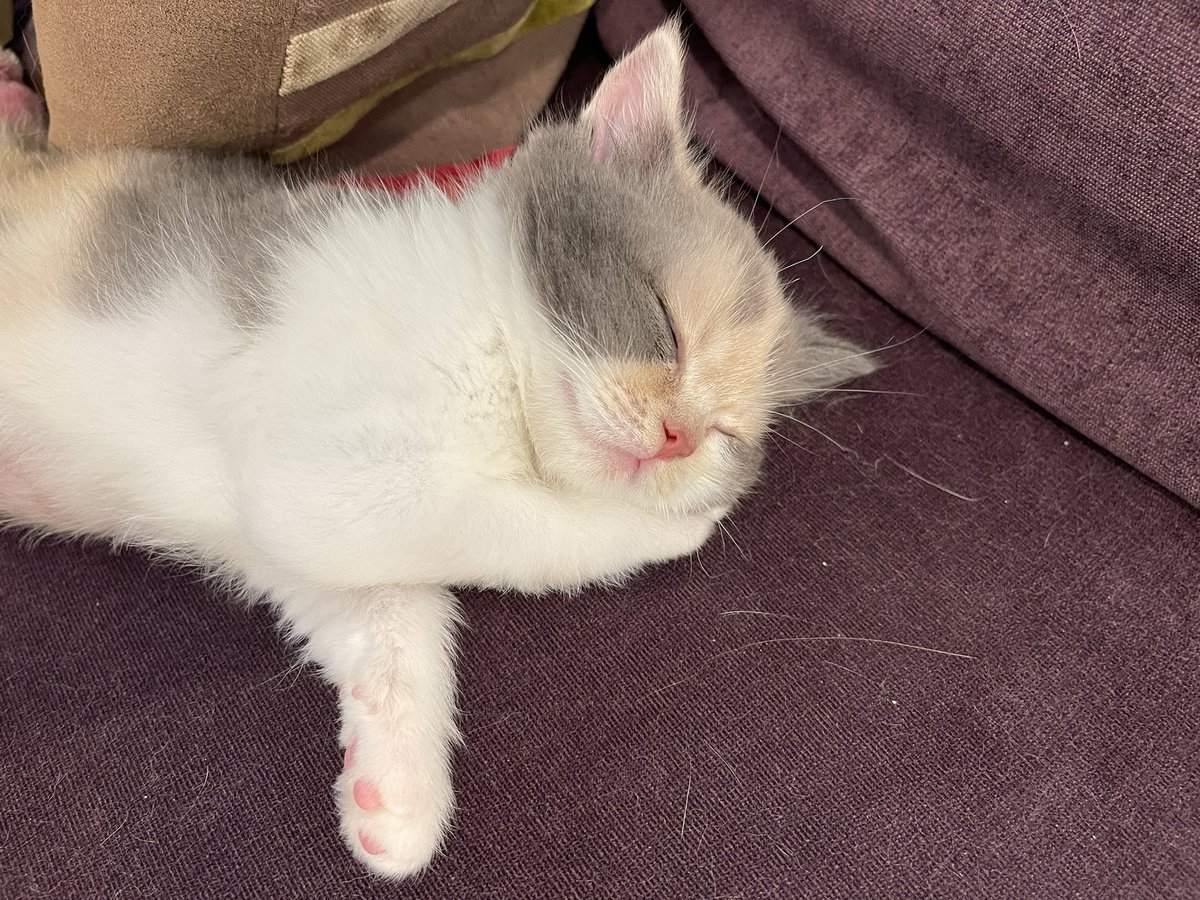 เดี๋ยวนี้มายมันรู้จักนอนหนุนมือตัวเองแล้วนะ