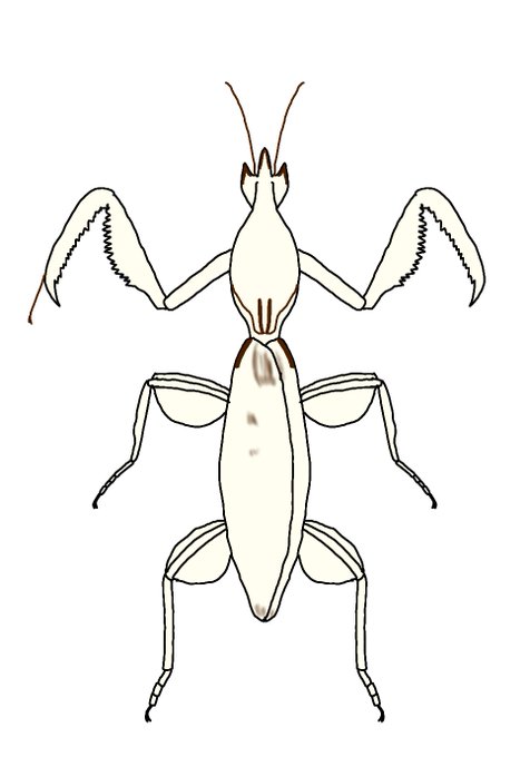 ハナカマキリのtwitterイラスト検索結果 古い順