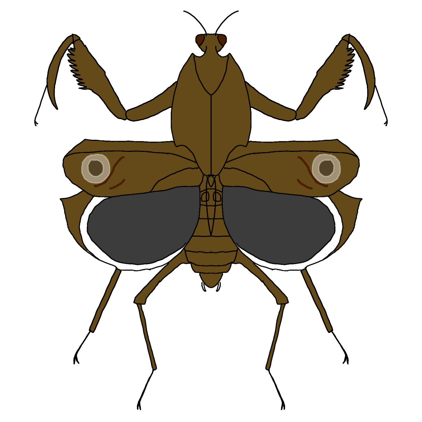 メダマカレハカマキリ Twitter Search Twitter