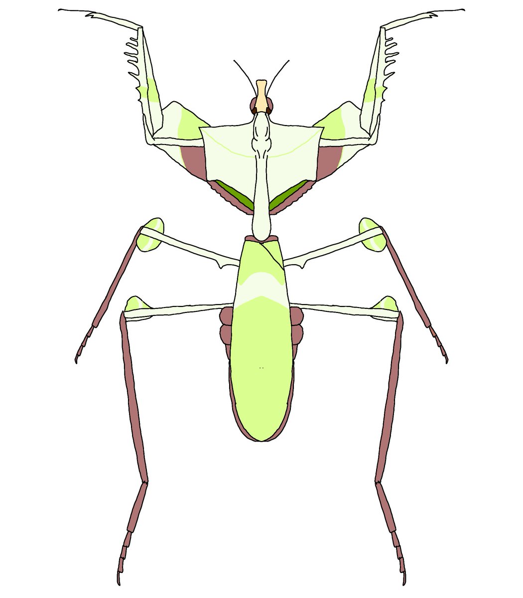 Twoucan ハナカマキリ の注目ツイート イラスト マンガ