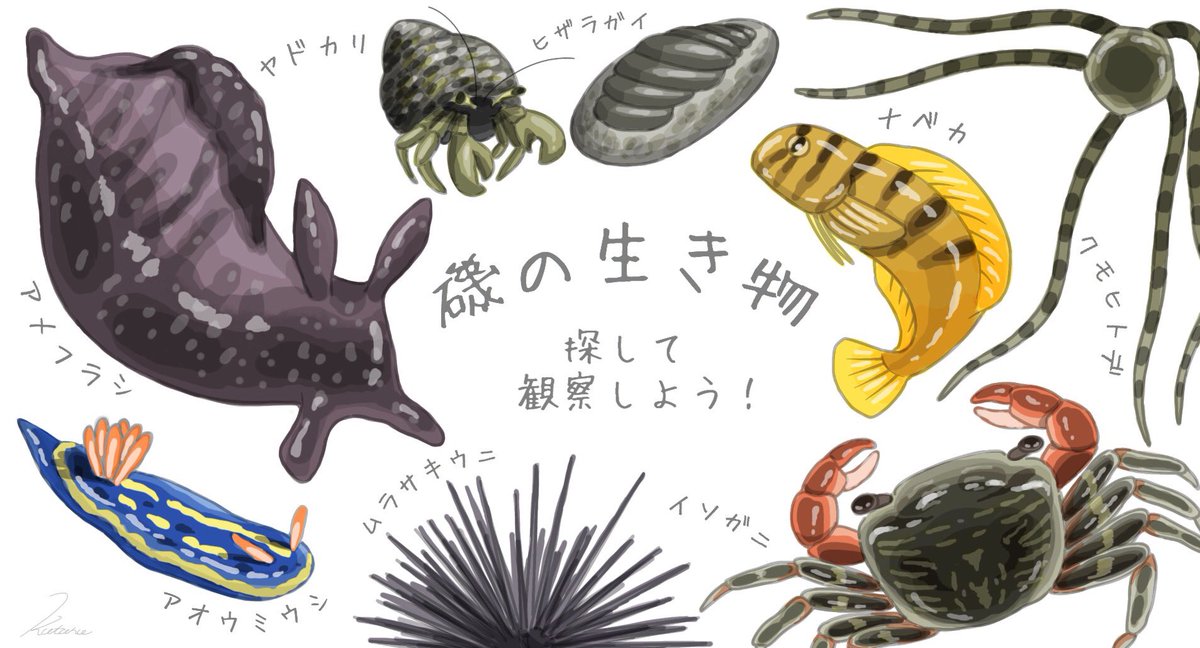 海の日ということで。
何年も磯遊びしてないなぁ。海の中を覗くと色々な生き物がいて、違う世界が広がってる、あのワクワク感がたまらない。

#海の日 