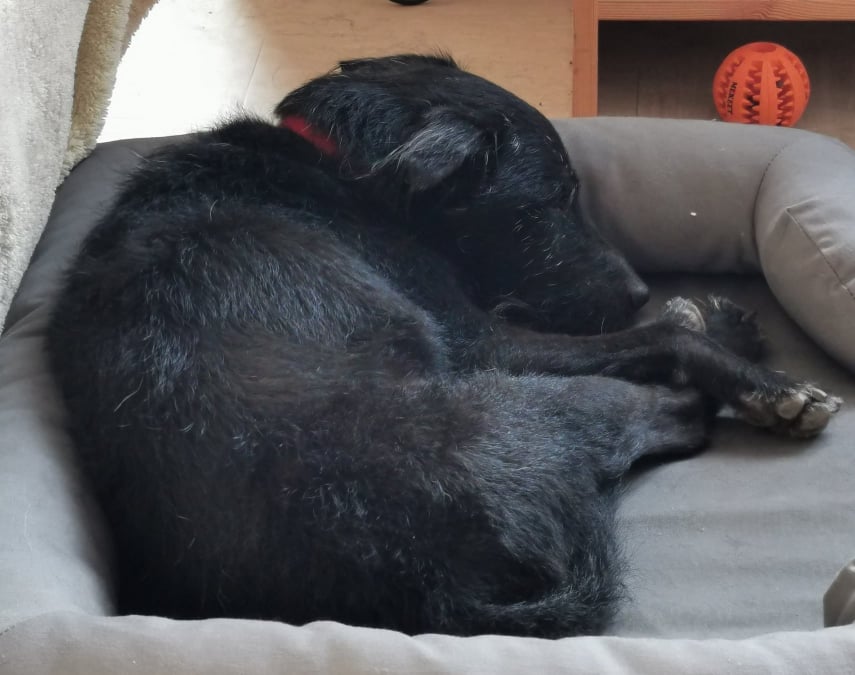 oldiesclub's tweet photo. Poor Ben has had no interest :( Please share so we can find his perfect home. He needs a home where he can be with someone all of the time. Ben can live with older children but needs to be the only dog. 

https://t.co/kEmVgr6If4 https://t.co/DETQqxuKxL