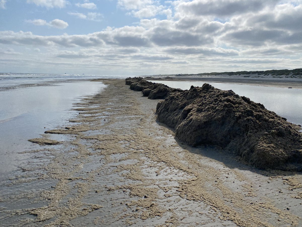 LexHVNL's tweet photo. Miljarden meurende mosdiertjes! Ameland wordt overspoeld door massa’s stinkende beestjes 🤢. Aannemer Spoelstra heeft er de handen vol aan. Al anderhalve week zijn ze de boel op het strand aan het opruimen. Om 17.15 uur en 22.30 uur reacties van badgasten. #hvnl #Ameland https://t.co/UGQEG2CRiV