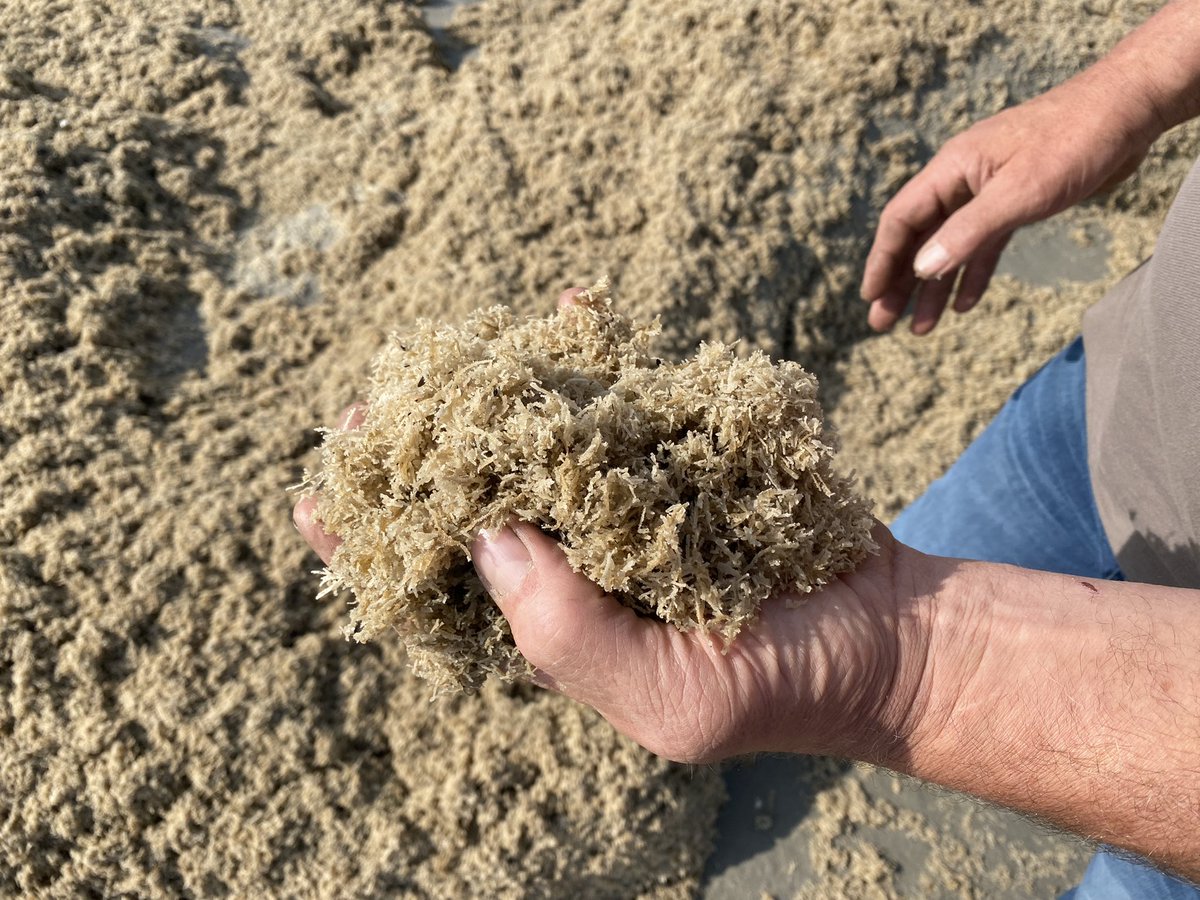LexHVNL's tweet photo. Miljarden meurende mosdiertjes! Ameland wordt overspoeld door massa’s stinkende beestjes 🤢. Aannemer Spoelstra heeft er de handen vol aan. Al anderhalve week zijn ze de boel op het strand aan het opruimen. Om 17.15 uur en 22.30 uur reacties van badgasten. #hvnl #Ameland https://t.co/UGQEG2CRiV