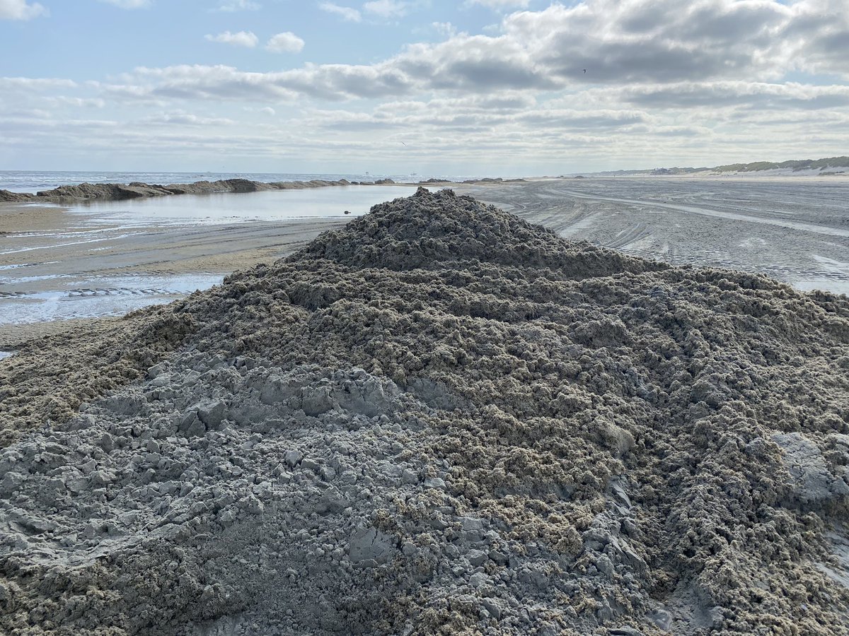 LexHVNL's tweet photo. Miljarden meurende mosdiertjes! Ameland wordt overspoeld door massa’s stinkende beestjes 🤢. Aannemer Spoelstra heeft er de handen vol aan. Al anderhalve week zijn ze de boel op het strand aan het opruimen. Om 17.15 uur en 22.30 uur reacties van badgasten. #hvnl #Ameland https://t.co/UGQEG2CRiV
