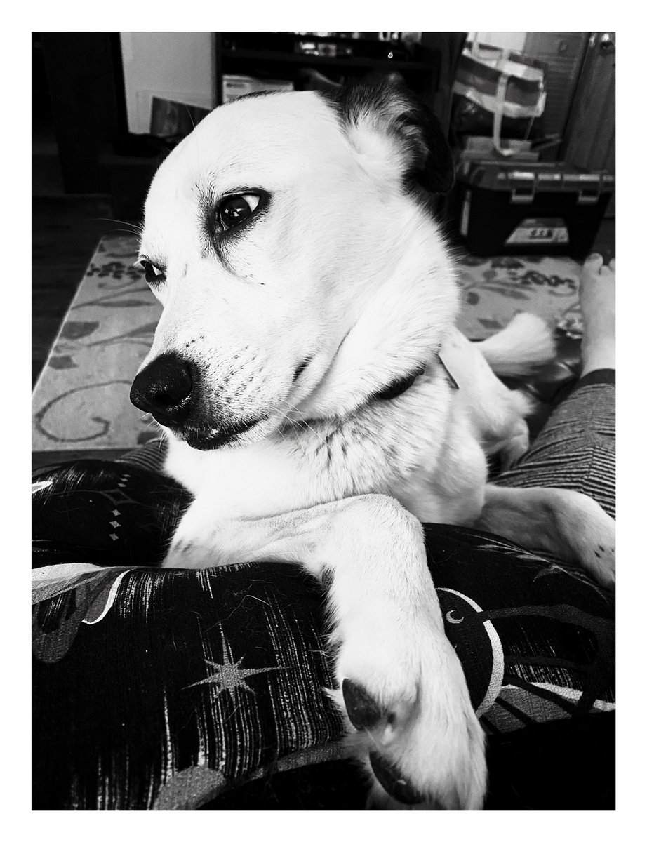 here_in_alaska's tweet photo. This girl. #Alaskadog https://t.co/N4zKkTdKgm