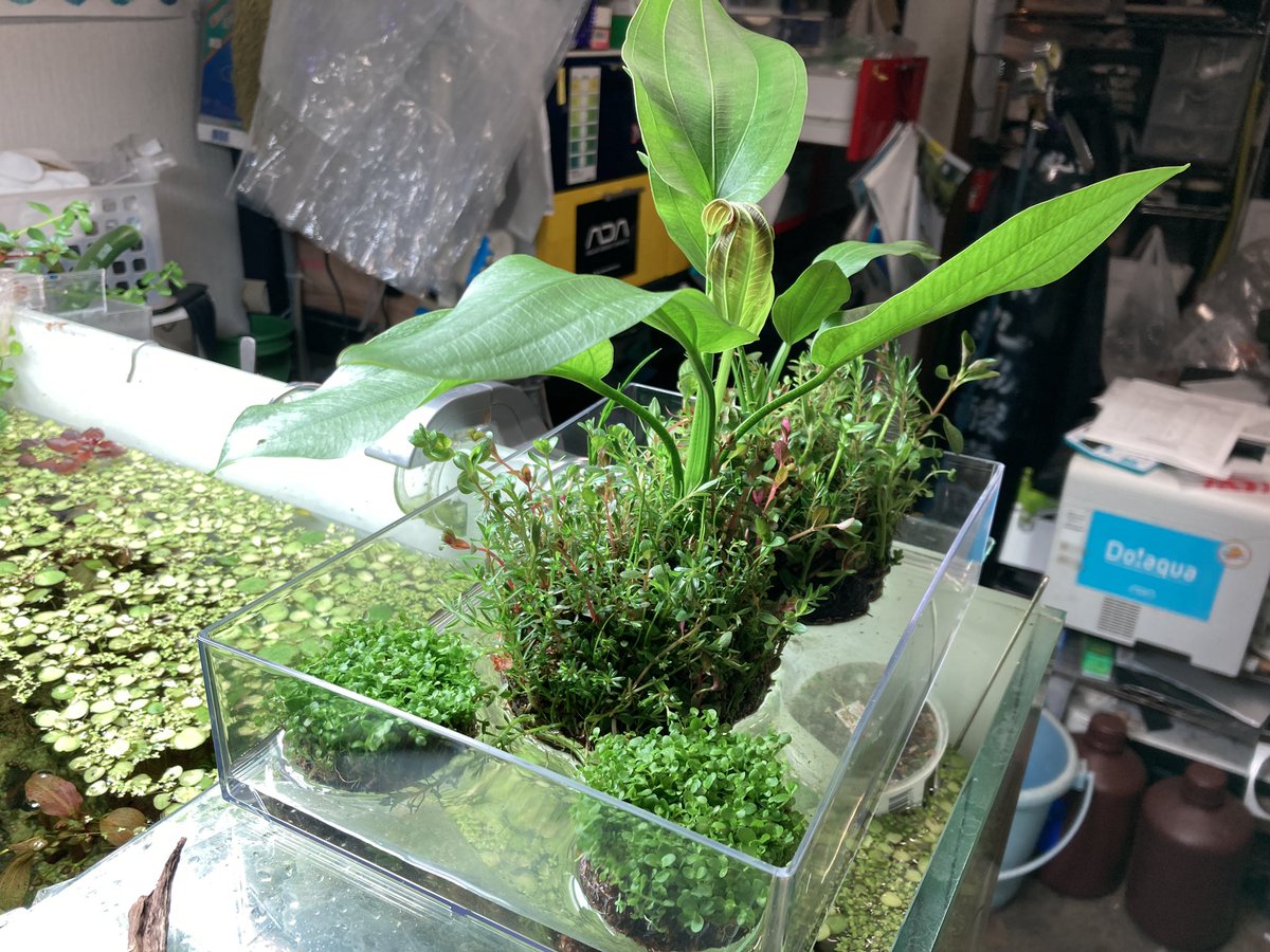ユニアク Adaら部 補充完了 ご来店お待ち致しております 詫び草 侘び草 佗び草
