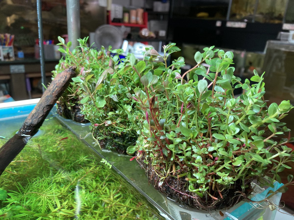 ユニアク Adaら部 補充完了 ご来店お待ち致しております 詫び草 侘び草 佗び草