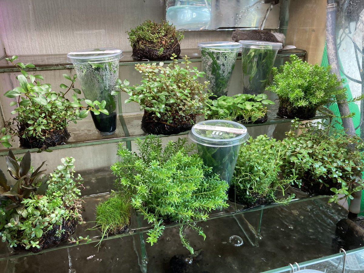 ユニアク Adaら部 補充完了 ご来店お待ち致しております 詫び草 侘び草 佗び草