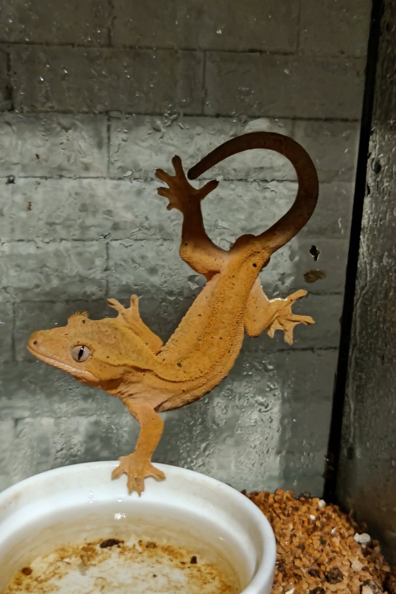 動物ふれあいカフェ