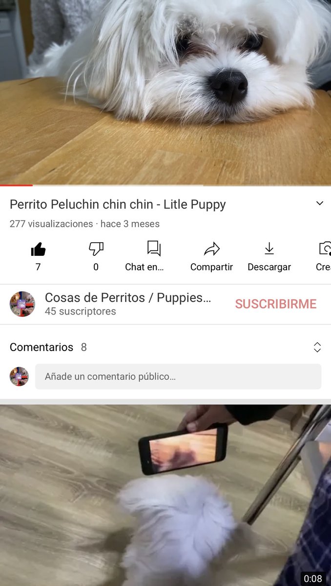 de_puppies's tweet photo. https://t.co/aZHkCv39zY https://t.co/WOJHqDOFYG