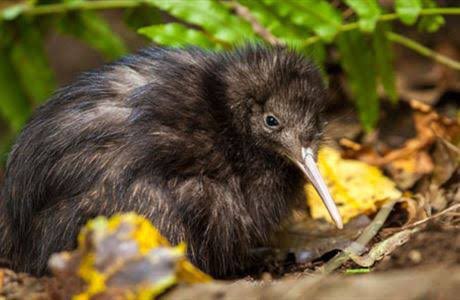 docgovtnz's tweet photo. We’re urging people to keep their dogs under control after the senseless death of a kiwi on conservation land in Taranaki: https://t.co/6Ri7780RCQ https://t.co/772xzTVzqZ