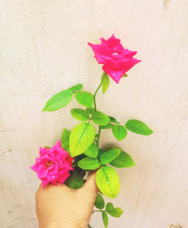 chand_lena's tweet photo. Appreciate each & every moment of life... who knows one day we will wish, "I had more Time "....
#TodaysBloom #MyPot #LovelyRose 🌹
#SunRiseClick 😊🤩 https://t.co/U4LrXWrR9A