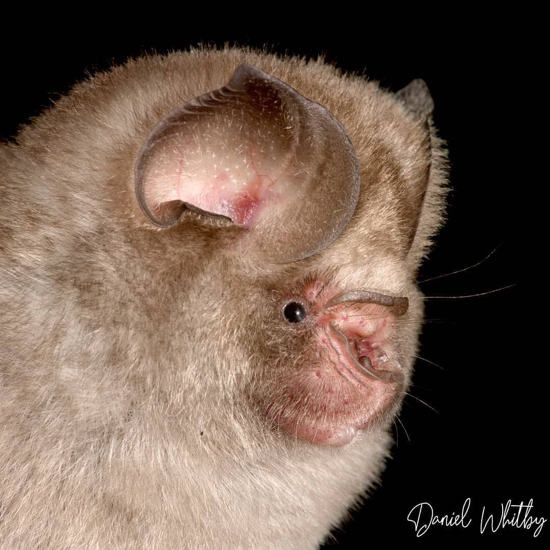 African Bat Conservation tweet media