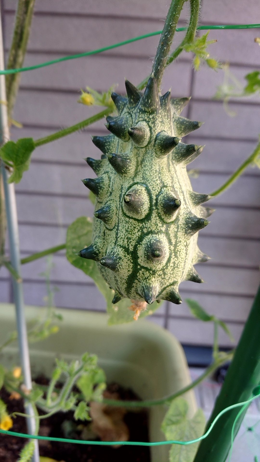 へこ 我が家の悪魔の実がすくすく育ってます 葉っぱも茎にもトゲがあり素手では痛くてさわれません 家庭菜園 悪魔の実 トゲトゲの実 ツノニガウリ ツノメロン T Co Co7ojow6kg Twitter