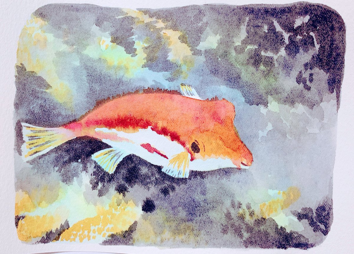 海の生き物 חיפוש טוויטר