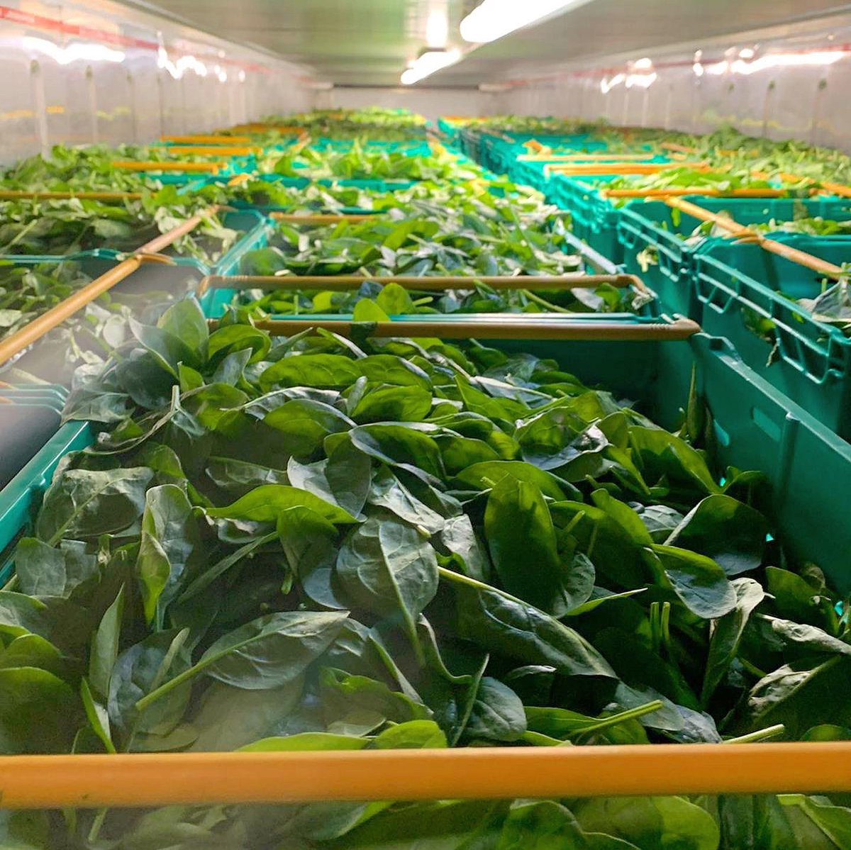 A 3am start to harvest to try and get ahead of the heat 🥵 #lockwoodsalads #heatwave