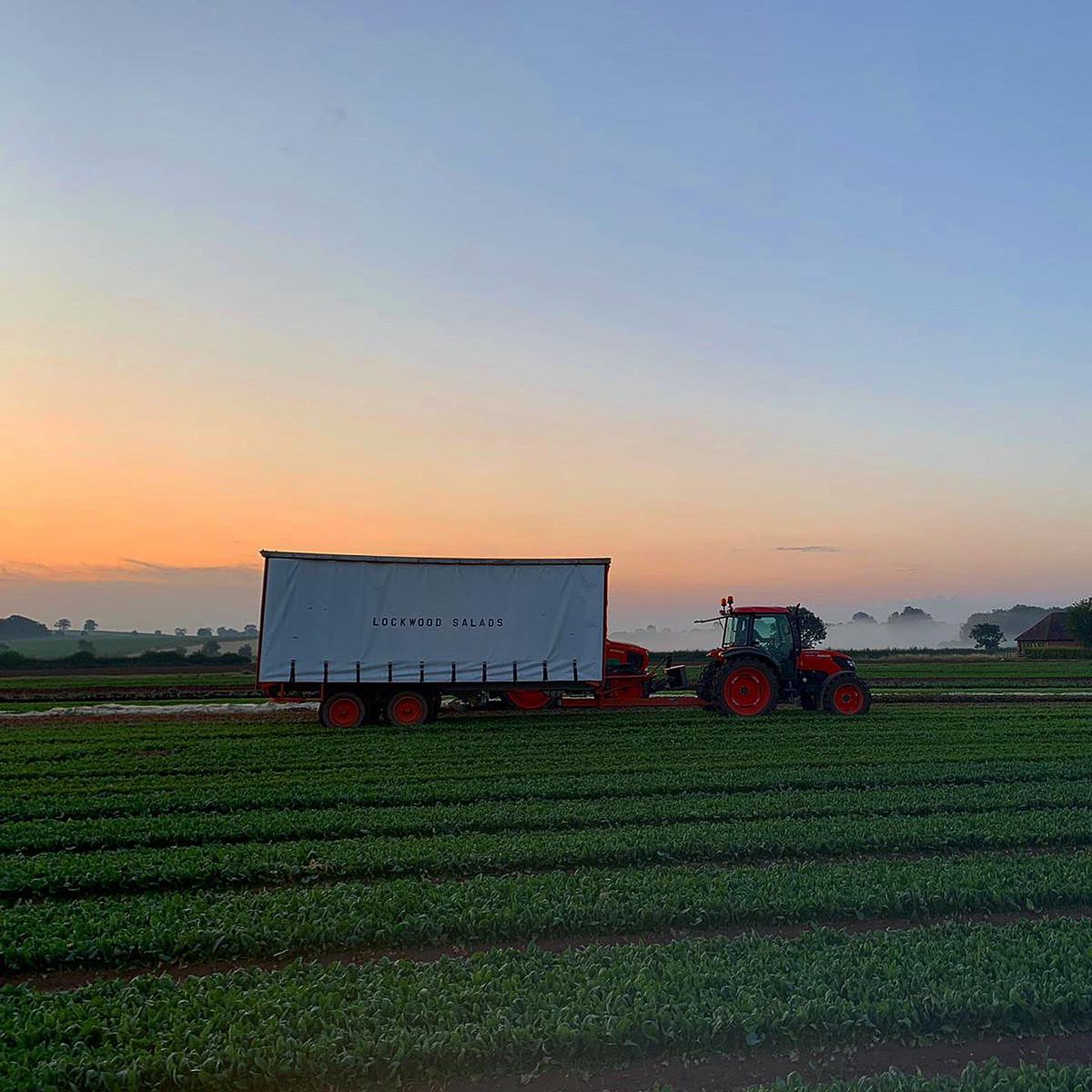 LeafyLockwood's tweet photo. A 3am start to harvest to try and get ahead of the heat 🥵 #lockwoodsalads #heatwave https://t.co/DPZGB7MCKM