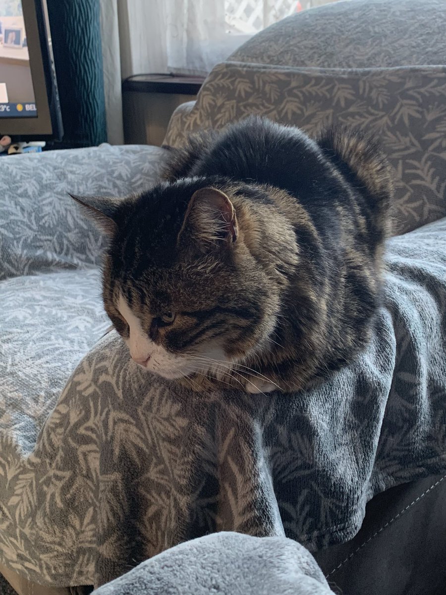 WickerdyWoo's tweet photo. Darlings, good morning.  I know it’s not hump day but mum says I look as though it should be 😹😹 I’ve had a lovely cold likelix this morning. #CatsOfTwitter #cat #hotkitty https://t.co/580wi8DBAz