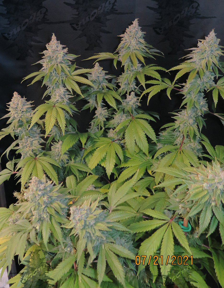 PotMarijuana's tweet photo. Gassy but classy, #LadyDi got dead tonight. She's just a solid lady all around.

#ShutterBuds
#Mmemberville 
#CannabisCommunity 
#growyourown 
#WeedFromSeed https://t.co/sAsQAWz014