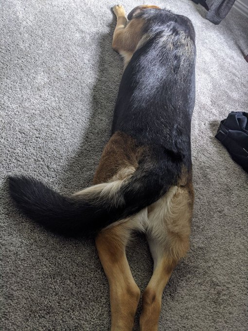 Lil snooty and a booty to brighten ur day https://t.co/LXUMSK3nbk