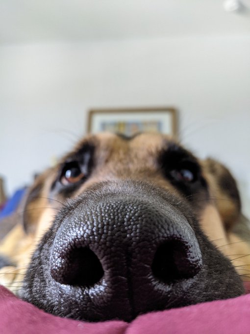 Lil snooty and a booty to brighten ur day https://t.co/LXUMSK3nbk
