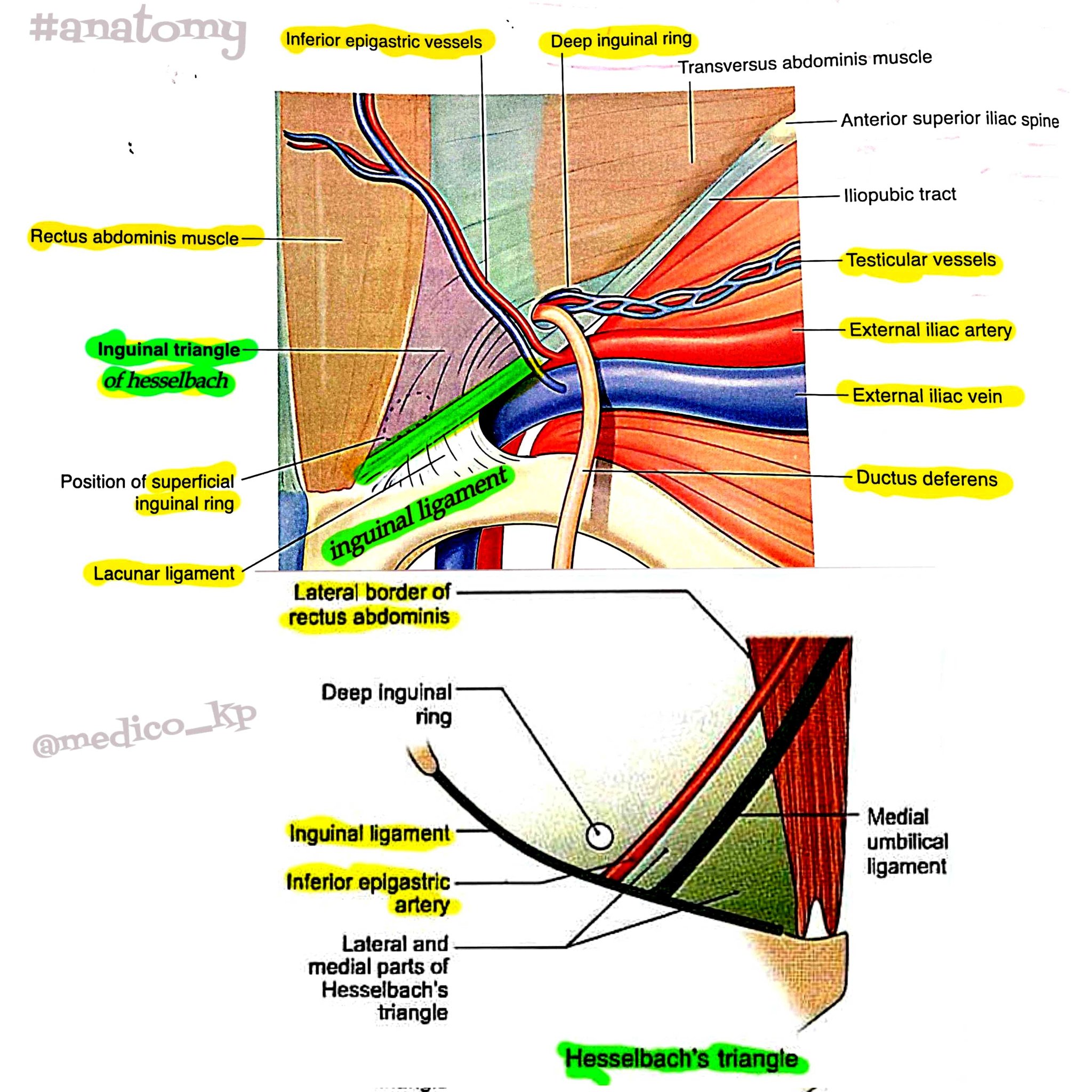 Anatomy of the Inguinal Canal | AMI Meeting 2021