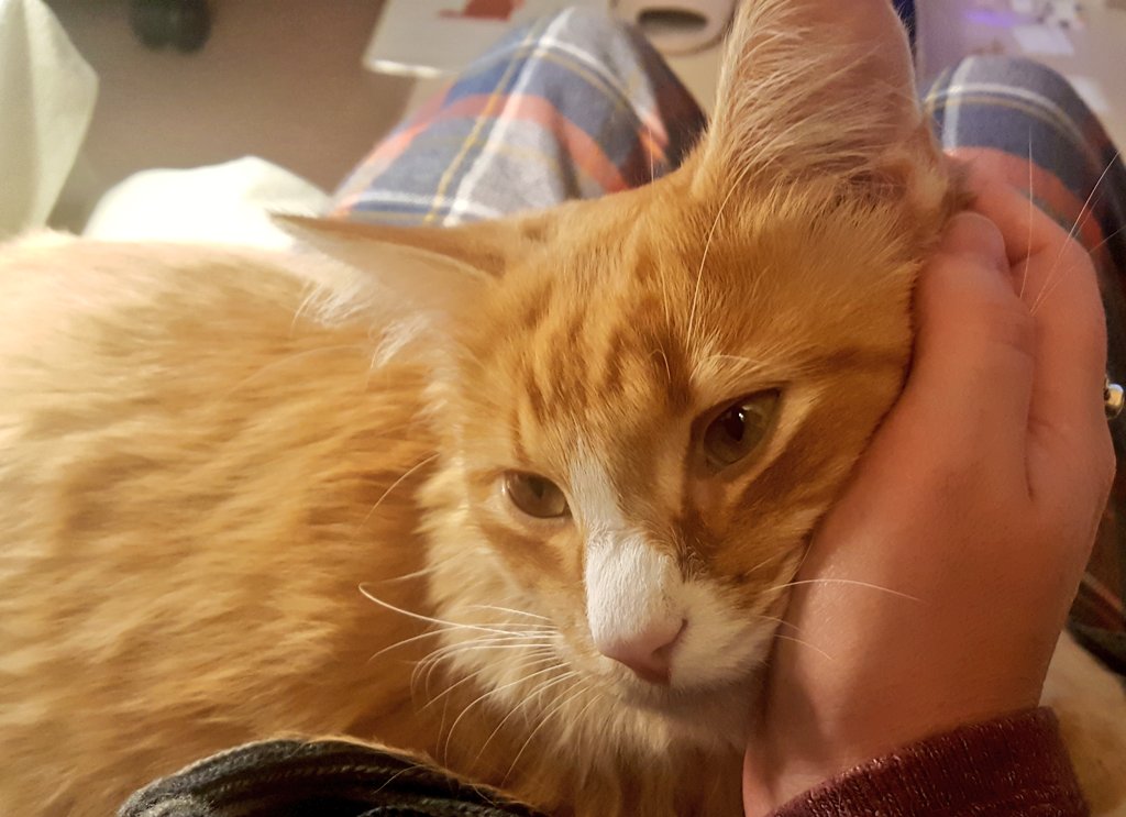 NocturnalMouse's tweet photo. @UniofAdelaide Magnus the indoor only rescue kitty #petsofuofa https://t.co/waw1NLdLWH