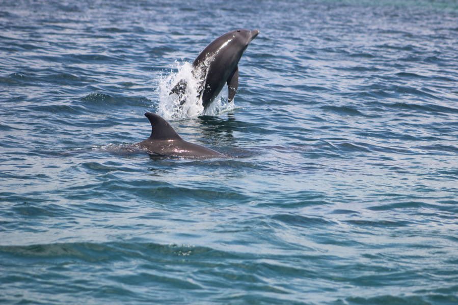 KWSKenya's tweet photo. While carrying out The National Wildlife Census 2021, aquatic wildlife is counted by setting up underwater camera traps and appropriate nets set along transects established along target habitats. 

#CountToConserve https://t.co/5OUkeZR8S4