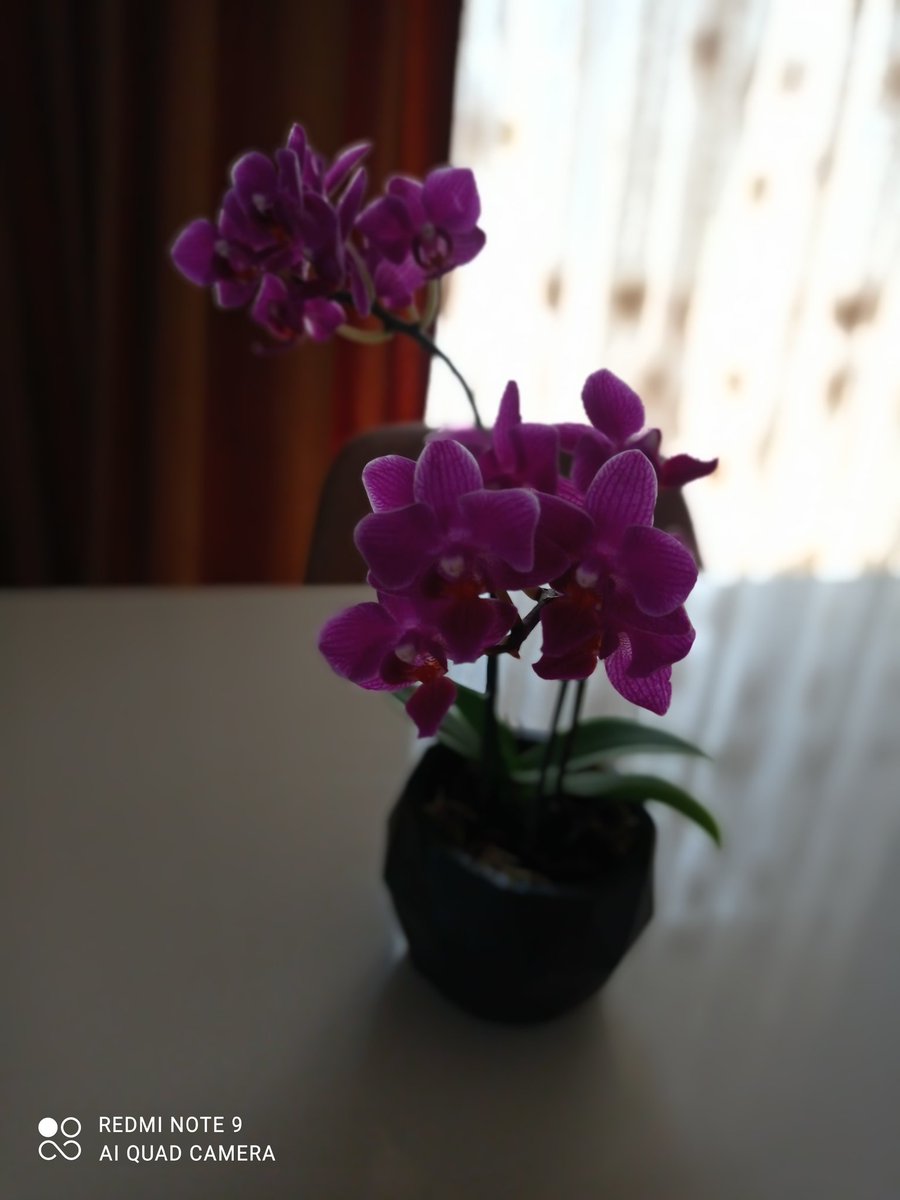 Gözümü senin gönderdiğin çiçek ile açtım Bay X😱 Getiren çiçekçi de nasibini aldı sayende😂 Doğum günümü unutmadığın için çok teşekkür ederim ❤️❤️❤️ Kısa zamanda tekrar görüşelim 🙏