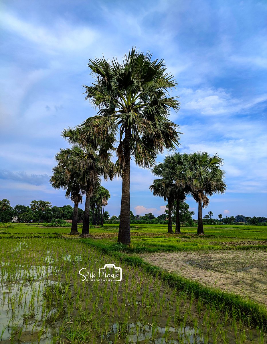 srkfreak02's tweet photo. To exist as a nation, to prosper as a state, to live as a people, we must have trees.

Click By: Shashi Ranjan
Camera: Mi 10i 5G
Location: Gopalganj, Bihar

#trees #nature #tree #naturephotography #photography #forest #landscape #green #sky #naturelovers #love #clouds #srkfreak https://t.co/ci5nL8zGrm