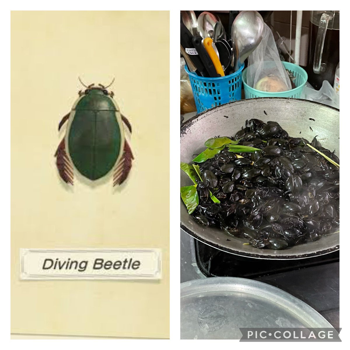 BobsPragueBlog's tweet image. Super excited to find a bug in Animal Crossing that we are having for lunch! What other treasures can we find that we can eat?