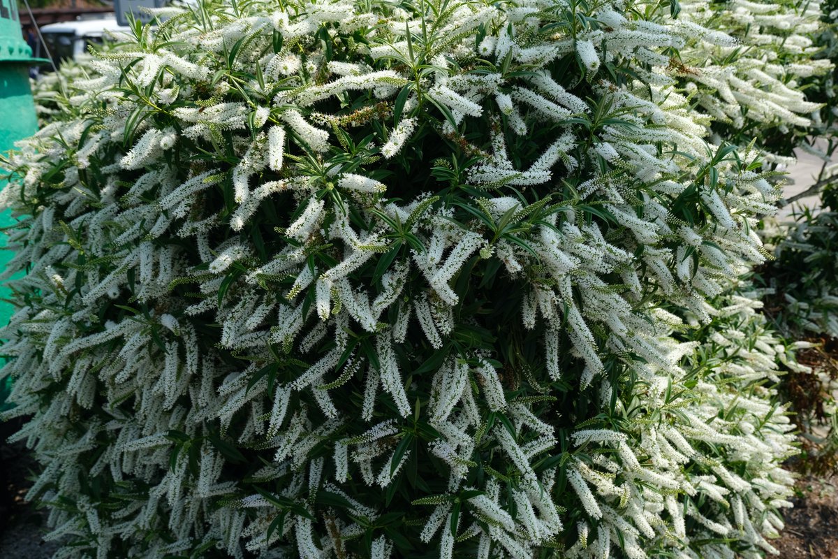 ian_hulf's tweet photo. Well known in New Zealand its original home, This shrub thrives wherever its grown. In bloom It’s covered in long lasting spikes, And striking colours that you can’t help but like… #IansOriginalView #Hebe #OldLeigh #Southend #FrontLineWorkersCare https://t.co/Fjz1GIt1aE