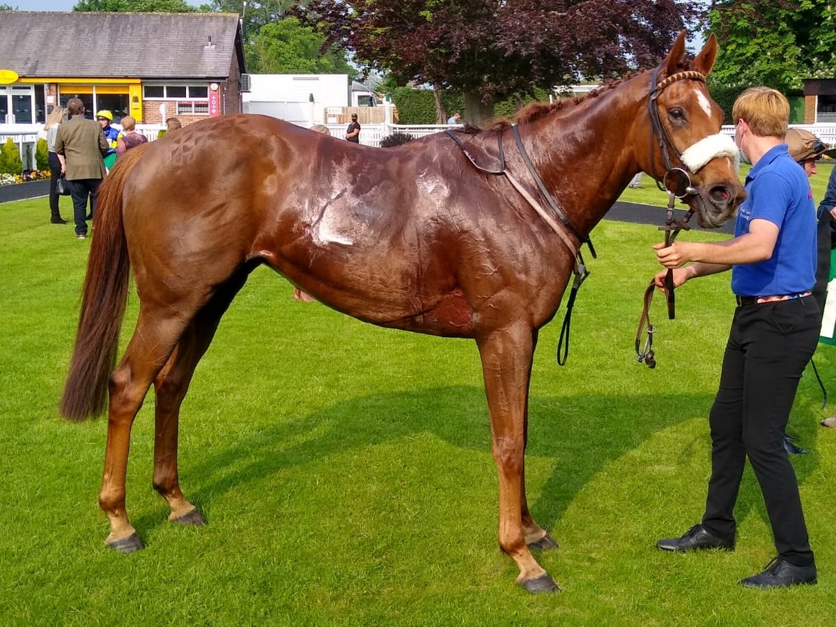 GParkRacing's tweet photo. 1 runner in 5.50 @DoncasterRaces &amp; that is @RuthCarr1 trained MUTANAASEQ &amp; @james33837096 rides.

His recent form figures read 221233, fingers crossed he can add to those impressive figures!!!

Good Look To All🤞🏇

#Horseracing @RSAsyndicates @GParkRacing #Syndicates #sports https://t.co/zdgWQffaRi