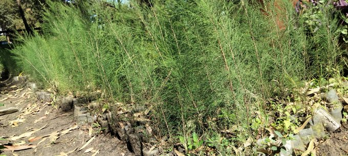 Nzoiasugar's tweet photo. Looking for tree seedlings to plant this season? Visit Nzoia Sugar Company today and get several at subsidized prices. Call 0727477777 or 0727483483 for more details. ^EW. @ElvisMukhwana @JoyAgripina
 @nambuyatina @NgodaPat @McaMufutu https://t.co/UoV8NyFWpy
