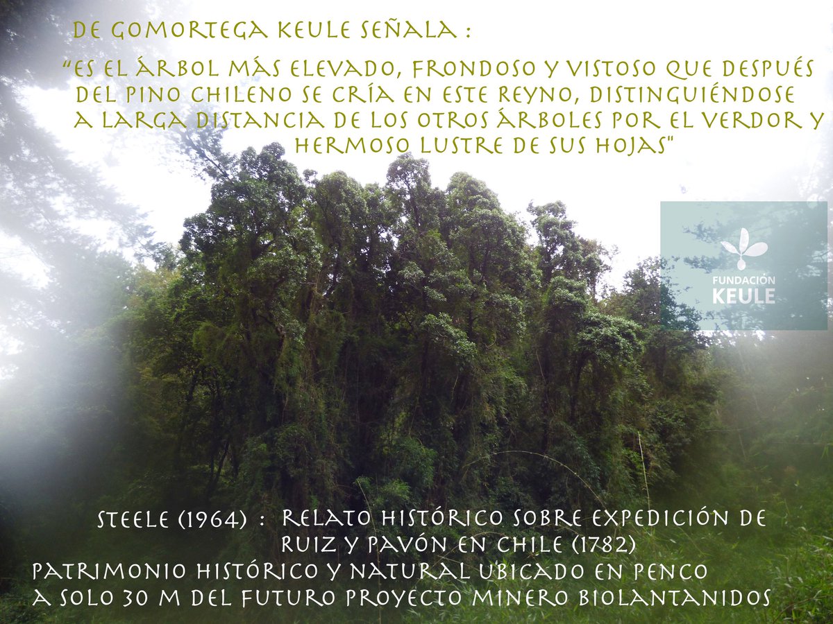 Steele en su interesante relato histórico sobre la expedición de Ruiz y Pavón en Chile, describe en el capítulo VIII, lo que cuentan estos jóvenes farmacéuticos españoles sobre algunas plantas "de la Concepcion". Y así la historia del queule sigue entrelazada con Penco.