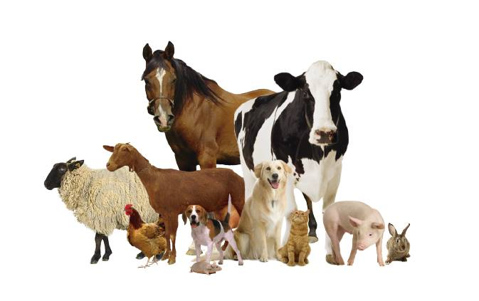 Intracinpharma's tweet photo. Veterinary Medicine Manufacturers Suppliers Exporters https://t.co/ETYL8Q0CxD

💉 Incorporated operations since 1977
💉 WHO-GMP Accredited manufacturers, exporters and traders
💉 Our products are processed in compliance with GMP &amp; GLP guidelines

#veterinarian #vetmed #Intracin https://t.co/kuGggonCoU
