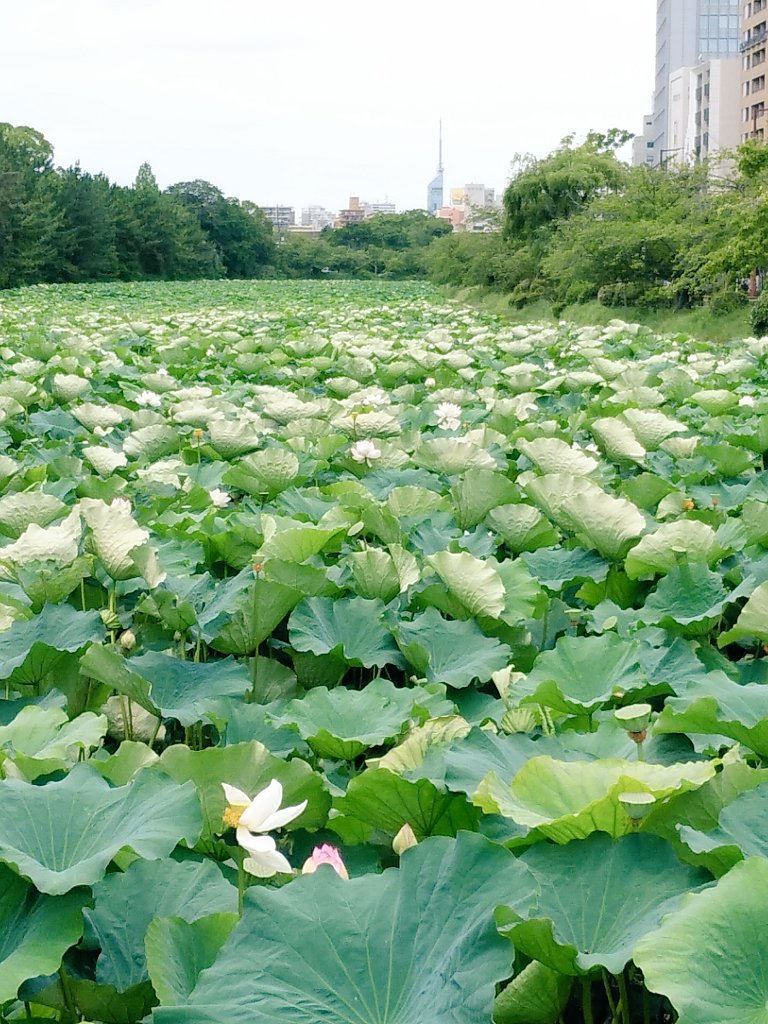 もっち mocchi tweet media