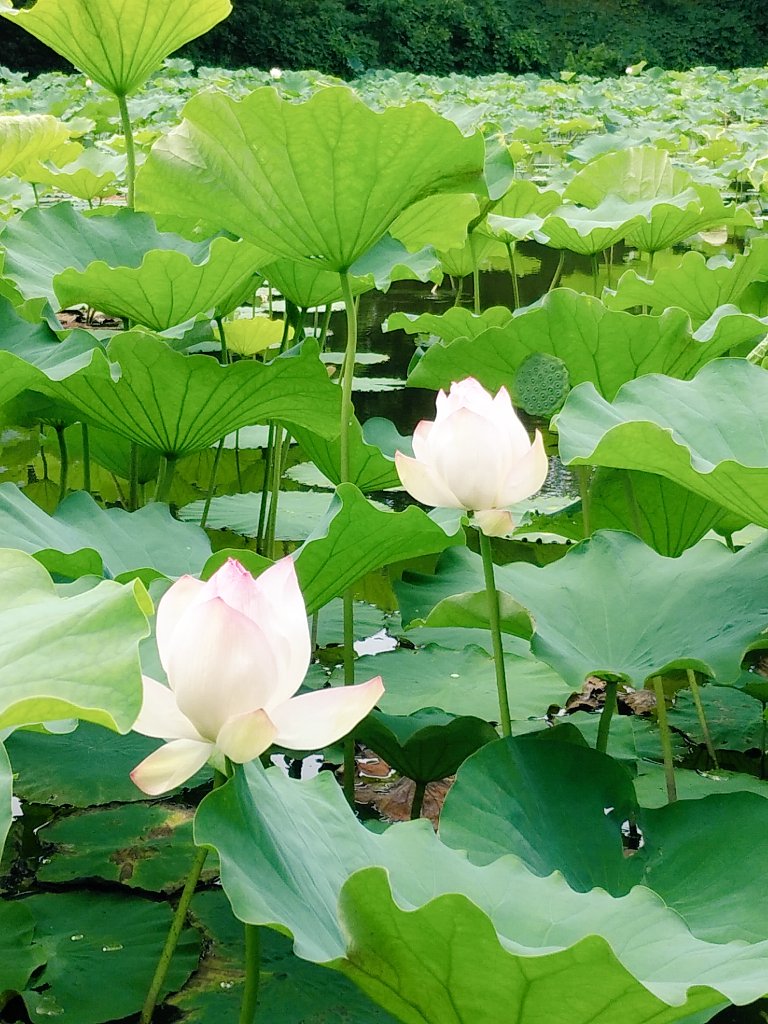 もっち mocchi tweet media