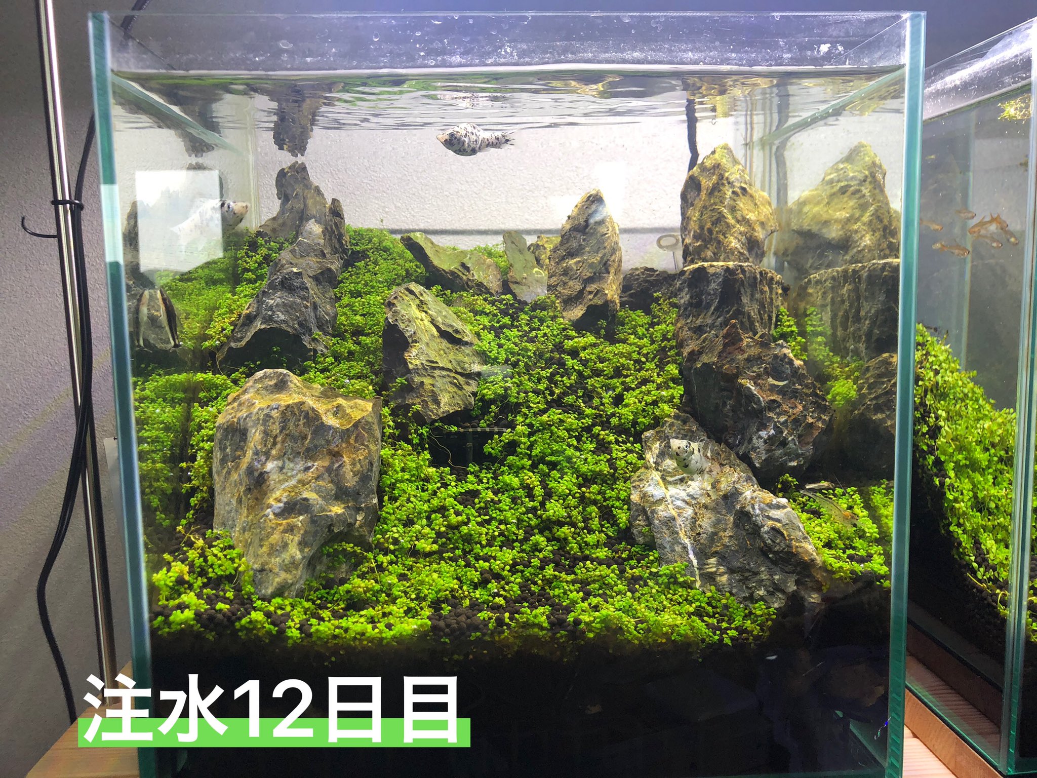 水草くさお Kusao Mizukusa Twitter
