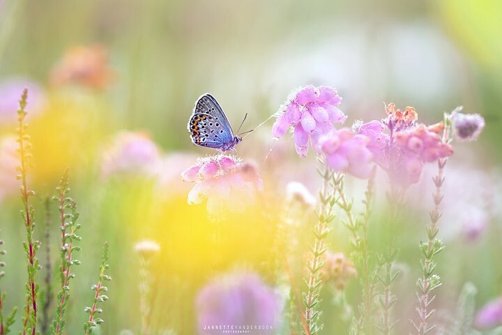 jannettevdboon's tweet photo. A dream world
Silver-studded Blue in the middle of some great colorful flowers.
Do you prefer the 1st or 2nd ?
โโโโโโโโโโโโโโโโ
#macrophotographylove #macropic #macro_delight #top_macro #heideblauwtje #silverstuddedblue #pp_butterfly #macro_highlighโฆ https://t.co/0q4TuXEkZD https://t.co/7RxLzuLGzc